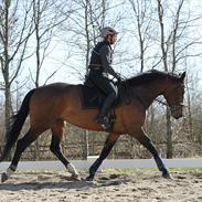 Dansk Varmblod Robotool´s Qira