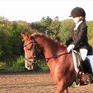 Hollandsk Sportspony Rintje