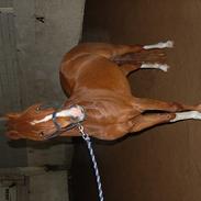 Hollandsk Sportspony Rintje