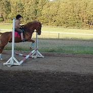 Hollandsk Sportspony Rintje