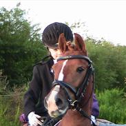 Hollandsk Sportspony Rintje