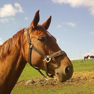 Dansk Varmblod Moonlight Birkely #solgt#