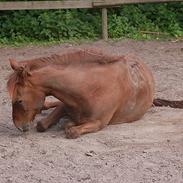 Anden særlig race Zeus (himmelhest) <3..