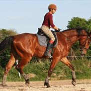 Tysk Varmblod Champion's Caspar