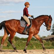 Tysk Varmblod Champion's Caspar