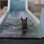 Dansk Varmblod Lhotka Boesgård