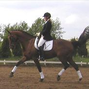 Dansk Varmblod Lhotka Boesgård