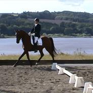 Dansk Varmblod Lhotka Boesgård