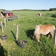 Shetlænder Naja Bomlund