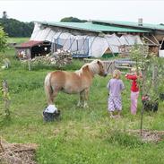Shetlænder Naja Bomlund