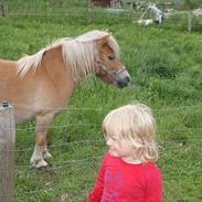 Shetlænder Naja Bomlund