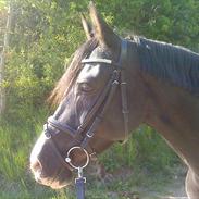 Anden særlig race Ronja