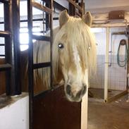 Haflinger Koldborgs Manja