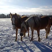 Haflinger Koldborgs Manja