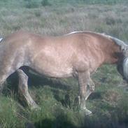 Haflinger Koldborgs Manja