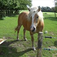 Haflinger Koldborgs Manja