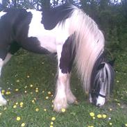 Irish Cob Chiva