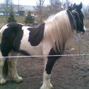 Irish Cob Chiva