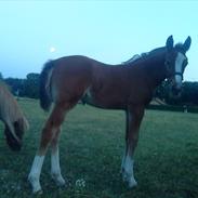 Anden særlig race Qina