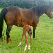 Anden særlig race Qina