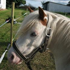 Anden særlig race Mickey Blue Eyes 