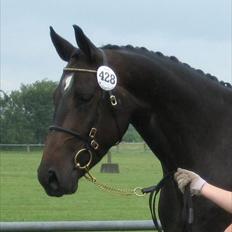 Dansk Varmblod Marita