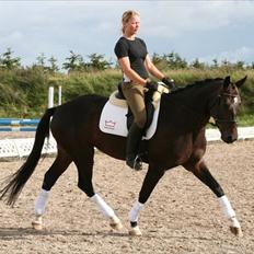 Dansk Varmblod Marita