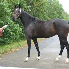 Dansk Varmblod Marita