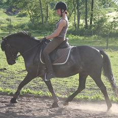 Anden særlig race Koksi 