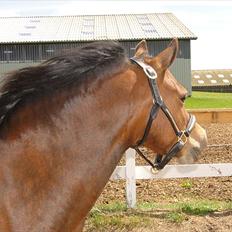 Welsh Mountain (sec A) Lund´s Billie Jean