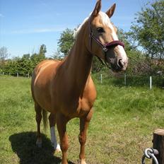 Palomino Kringsminde's Andorra