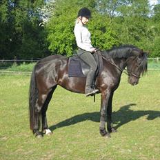 Anden særlig race Miss Mary (Milady) [Solgt 2010]