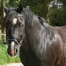 Welsh Cob (sec D) Valhallas Jesse James