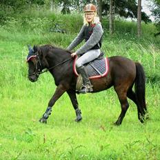 Anden særlig race Jolly - SOLGT -Savnet 