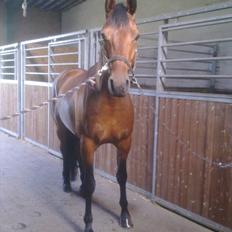 Dansk Varmblod Caprani