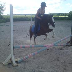 Welsh Mountain (sec A) <3Dorthealyst cherry<3Solgt :(