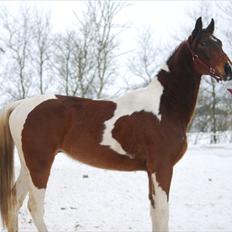 Pinto Kilgast's Contreau :-)