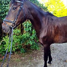 Anden særlig race Bella 