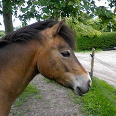 Anden særlig race Hansi *SOLGT*