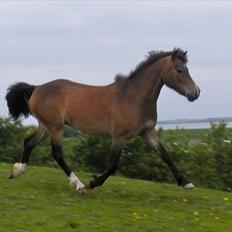 Anden særlig race Hansi *SOLGT*