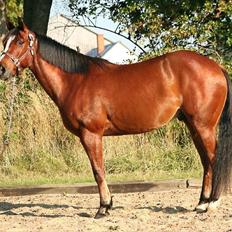 Quarter Sweet Doc Herman