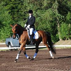 Dansk Varmblod Svalegårds Rosselini