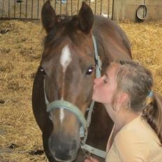 Welsh Partbred (Sec F) Marieton's Silvy<3.