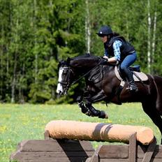 Irsk Sportspony Multistar Scan | A-PONY