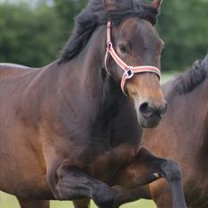 Tysk Sportspony Pearl Flinder