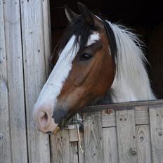 Anden særlig race tiger (rideskole hest)