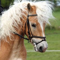 Haflinger Why Not  SOLGT