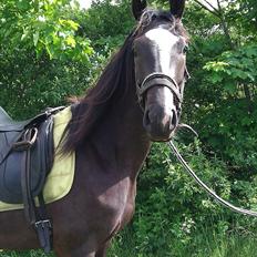 Dansk Varmblod Stald magnas Zackery Ztribe