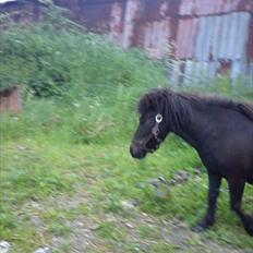 Shetlænder Tulle (min egen)