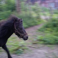 Shetlænder Tulle (min egen)
